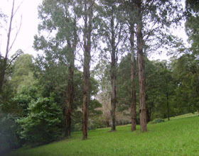 Mount Dandenong Arboretum - Northern Rivers Accommodation 0