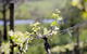 Norton Estate Wines - thumb 0