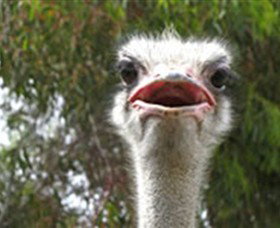 The Vault - Hastings Ostrich Farms & Crown Exotic Leather - Northern Rivers Accommodation 0