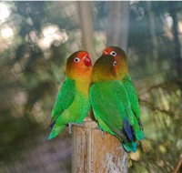 Ballarat Bird World - Northern Rivers Accommodation