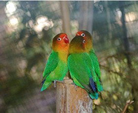 Ballarat Bird World - Northern Rivers Accommodation 0
