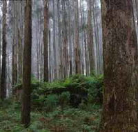 Kinglake National Park - Northern Rivers Accommodation