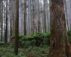 Kinglake National Park - Northern Rivers Accommodation 0