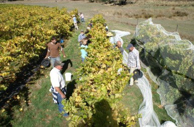 Blakes Estate Winery - Northern Rivers Accommodation 0