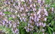 Otway Herbs - thumb 0