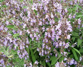 Otway Herbs - Northern Rivers Accommodation 0