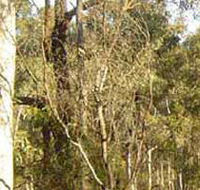 Warby-Ovens National Park - Northern Rivers Accommodation
