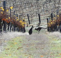 Blue Pyrenees Estate - Northern Rivers Accommodation