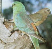 Lake Albacutya Regional Park - Northern Rivers Accommodation