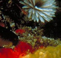Point Cooke Marine Sanctuary - Northern Rivers Accommodation