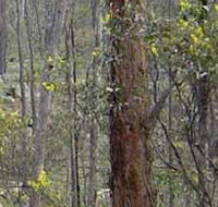 Heathcote-Graytown National Park - Northern Rivers Accommodation