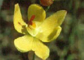 Langwarrin Flora And Fauna Reserve - Northern Rivers Accommodation 0