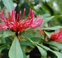 Alfred National Park - Northern Rivers Accommodation
