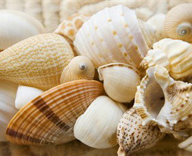 Anglesea Beach Club - Northern Rivers Accommodation 0