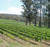 Piedmont Vineyard - Northern Rivers Accommodation