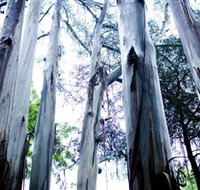 Dandenong Ranges National Park - Northern Rivers Accommodation