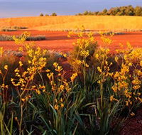 Royal Botanic Gardens Victoria Cranbourne - Northern Rivers Accommodation