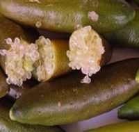 Sandy Creek Olives and Finger Limes - Northern Rivers Accommodation
