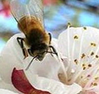 Clayridge Honey - Northern Rivers Accommodation