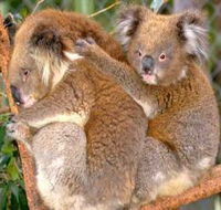 Shoalhaven Zoo - Northern Rivers Accommodation