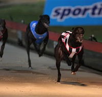 Dapto Dogs - Northern Rivers Accommodation