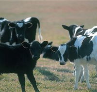 Bodalla Dairy Cheese Factory - Northern Rivers Accommodation
