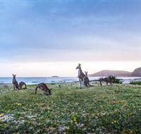 Pebbly Beach - Northern Rivers Accommodation