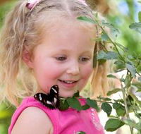 Coffs Harbour Butterfly House - Northern Rivers Accommodation