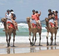 Camel Rides with Coffs Coast Camels - Northern Rivers Accommodation