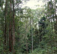Bongil Bongil National Park - Northern Rivers Accommodation