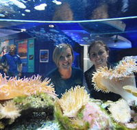 Solitary Islands Aquarium - Northern Rivers Accommodation