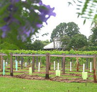 Douglas Vale Historic Homestead  Vineyard - Northern Rivers Accommodation
