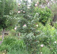 Tombstone Estate Vineyard - Northern Rivers Accommodation