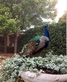 Krinklewood Vineyard - Northern Rivers Accommodation 3