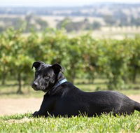 Moothi Estate Vineyard and Cellar Door - Northern Rivers Accommodation
