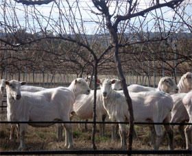 Thunder Ridge Wines - Northern Rivers Accommodation 2
