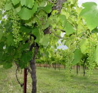 Holland Wines - Northern Rivers Accommodation