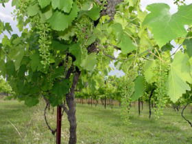 Holland Wines - Northern Rivers Accommodation 0