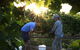 Oakdene Vineyards Restaurant And Cellar Door - thumb 0