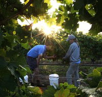 Oakdene Vineyards Restaurant and Cellar Door - Northern Rivers Accommodation