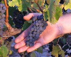 Eagles Rise Wine - Northern Rivers Accommodation 0