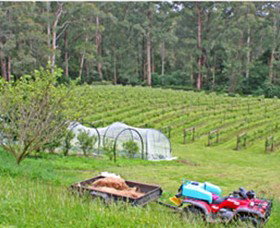 Peveril Vineyard/Beechy Berries - Northern Rivers Accommodation 1