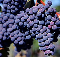 Morningside Vineyard - Northern Rivers Accommodation