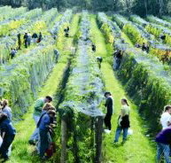 Crosswinds Vineyard - Northern Rivers Accommodation