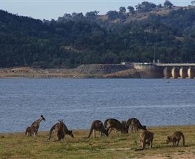 Inland Waters Holiday Parks Wyangala Waters - Northern Rivers Accommodation 3