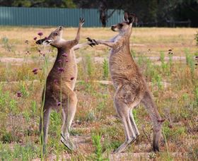 Inland Waters Holiday Parks Wyangala Waters - Northern Rivers Accommodation 2