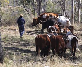 Gleneden Organic Farm And The Gleneden Bullock Team - Northern Rivers Accommodation 1