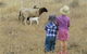 Gleneden Organic Farm And The Gleneden Bullock Team - thumb 3