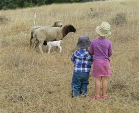 Gleneden Organic Farm And The Gleneden Bullock Team - Northern Rivers Accommodation 3