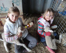 Bathurst Farm Experience - Northern Rivers Accommodation 4